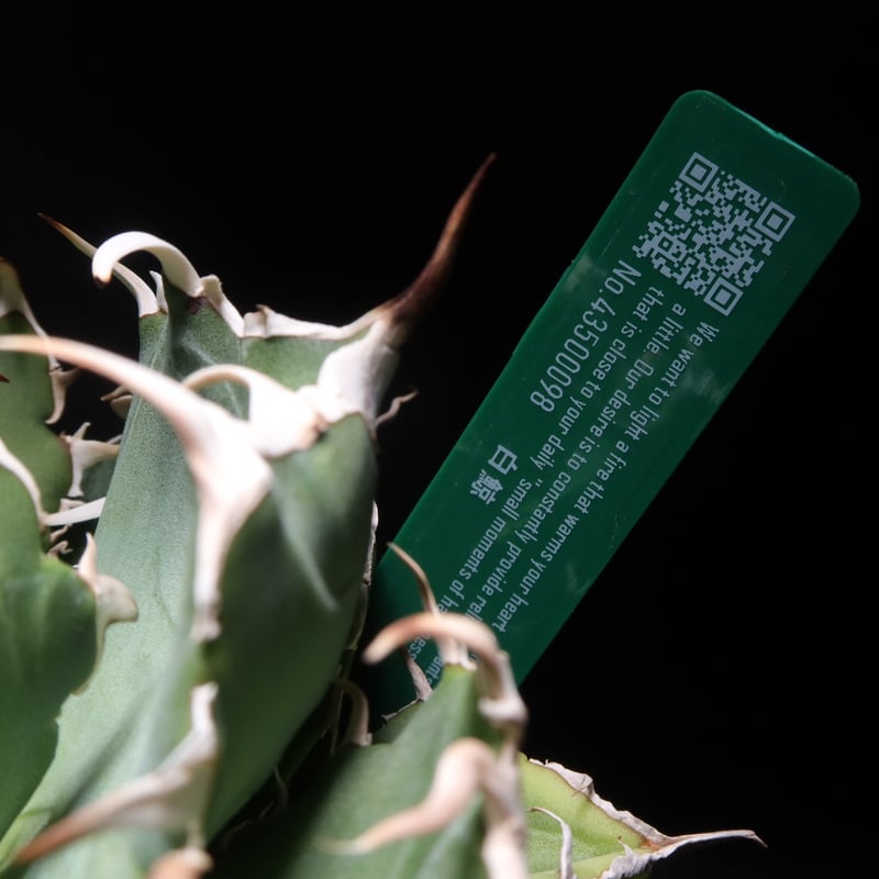 管理No.43500098】アガベ 厳選白鯨(発根済) | Agave White 管理No.43500098】アガベ 厳選白鯨(発根済) | Agave White