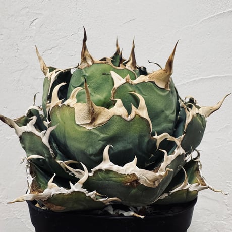 Agave “White Whale” （アガベ 白鯨）