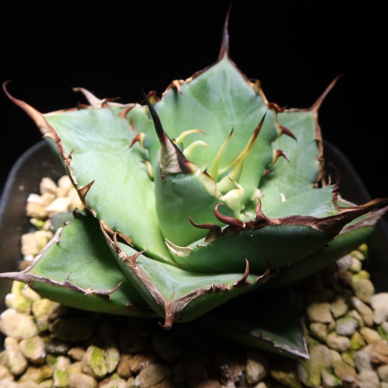 管理No.25353469】アガベ ハデス（発根済） ｜ Agave Hades | LIT