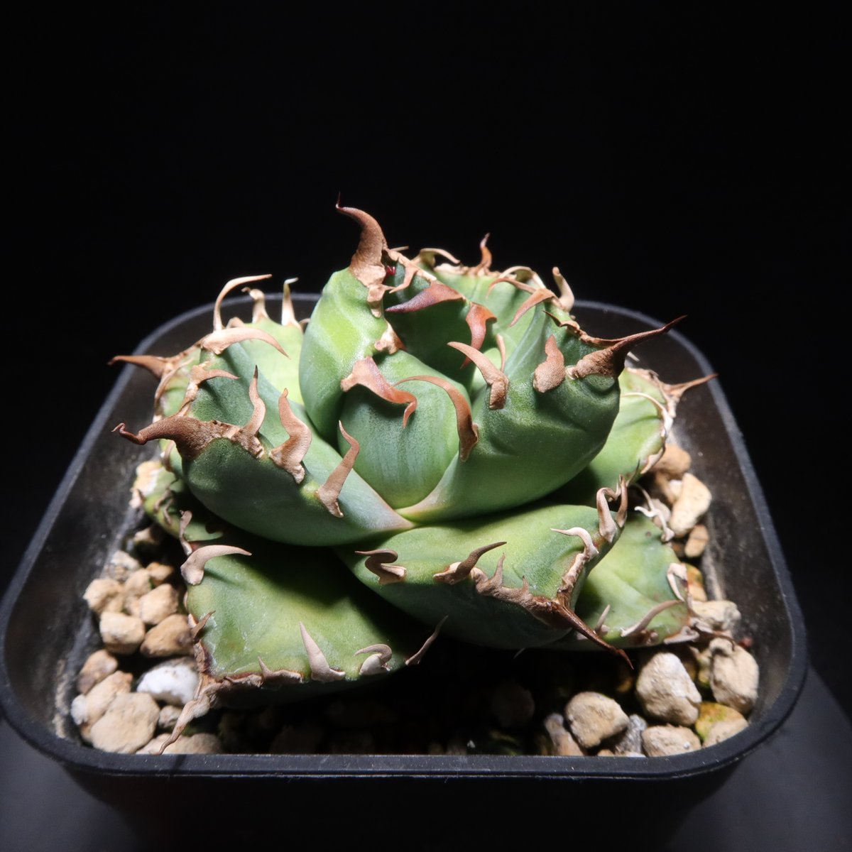 管理No.18321784】アガベ チタノタ 魔丸（発根済） ｜ Agave Titanot