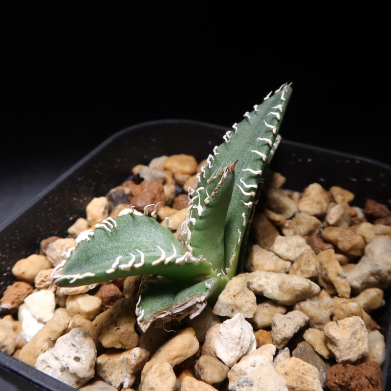 管理No.70265702】アガベ デルタ（発根済） ｜ Agave Delta | LIT