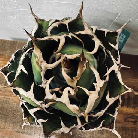 Agave “White Whale” （アガベ 白鯨）