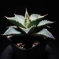 管理No.83435133】アガベ SAD（発根済） ｜ Agave titanota