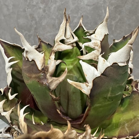 Agave “Gorineko” （アガベ ゴリ猫）