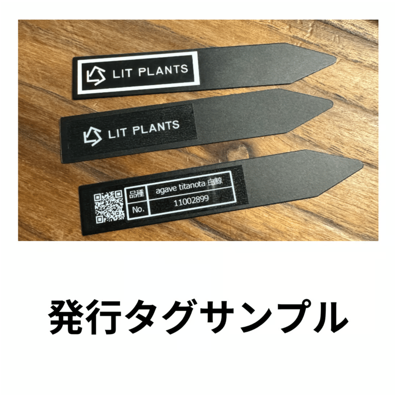 専用　冰雹　ブツブツ　内棘　裏棘　発根済み　8 管理No.06875362】アガベ チタノタ 鳳凰（発根済） ｜ Agave