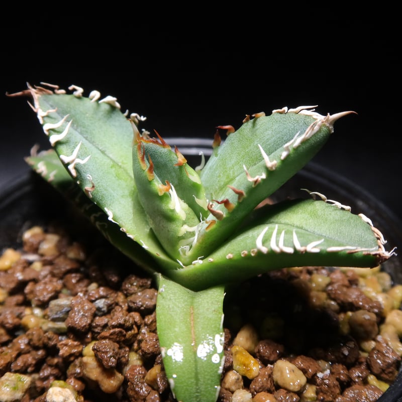 管理No.80139304】アガベ デルタ（発根済） ｜ Agave Delta | LIT