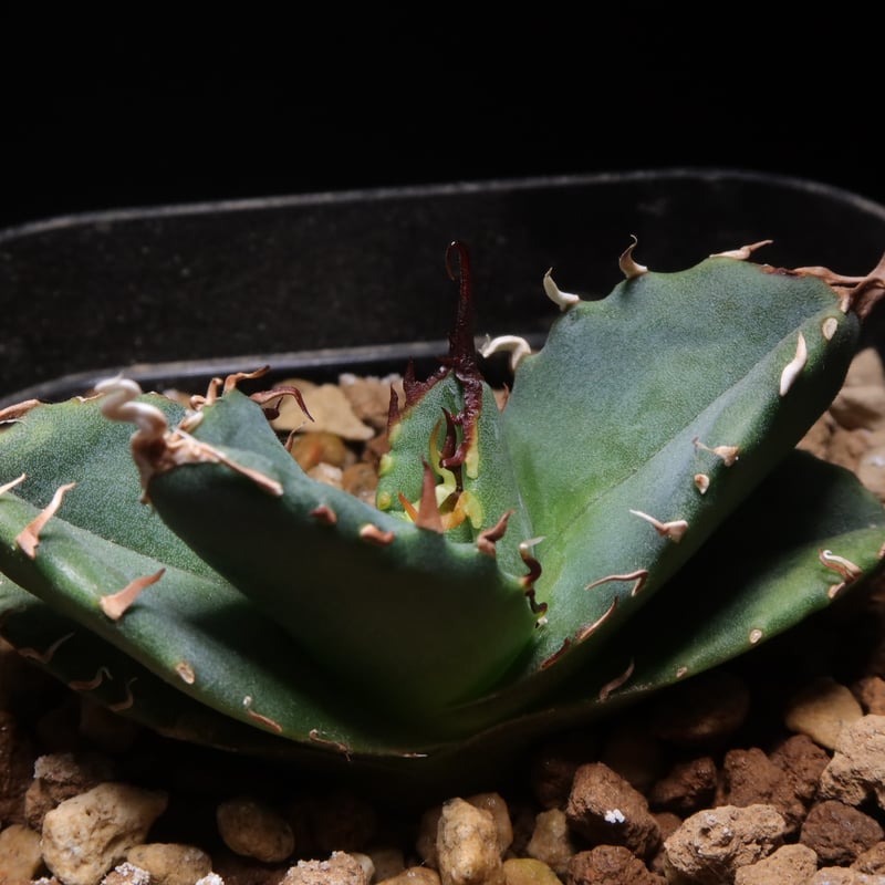 アガベ　チタノタ　魔丸　みやび鉢付き アガベ チタノタ 魔丸 みやび鉢付き