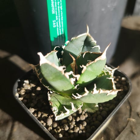 CATEGORY AGAVE -アガベ- | LIT PLANTS l リットプランツ