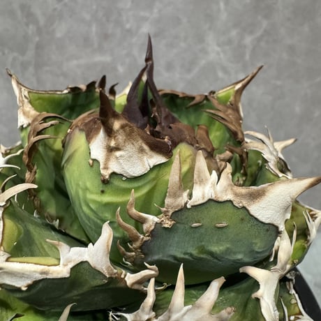 Agave “Crown” （アガベ 皇冠Huang Guan）