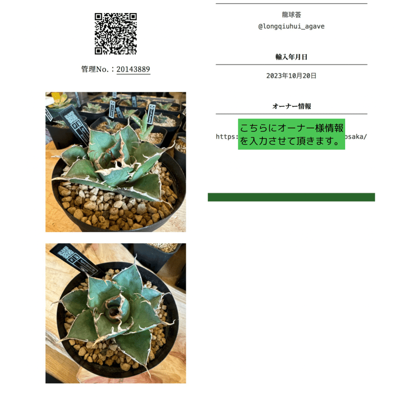 Lize産】Agave Titanota 小雨新白鯨 - kailashparbat.ca