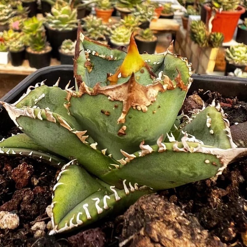 管理No.82489954】アガベ チタノタ 鰐亀(発根済) | LIT PLANTS 管理No.82489954】アガベ チタノタ 鰐亀(発根済) | LIT PLANTS