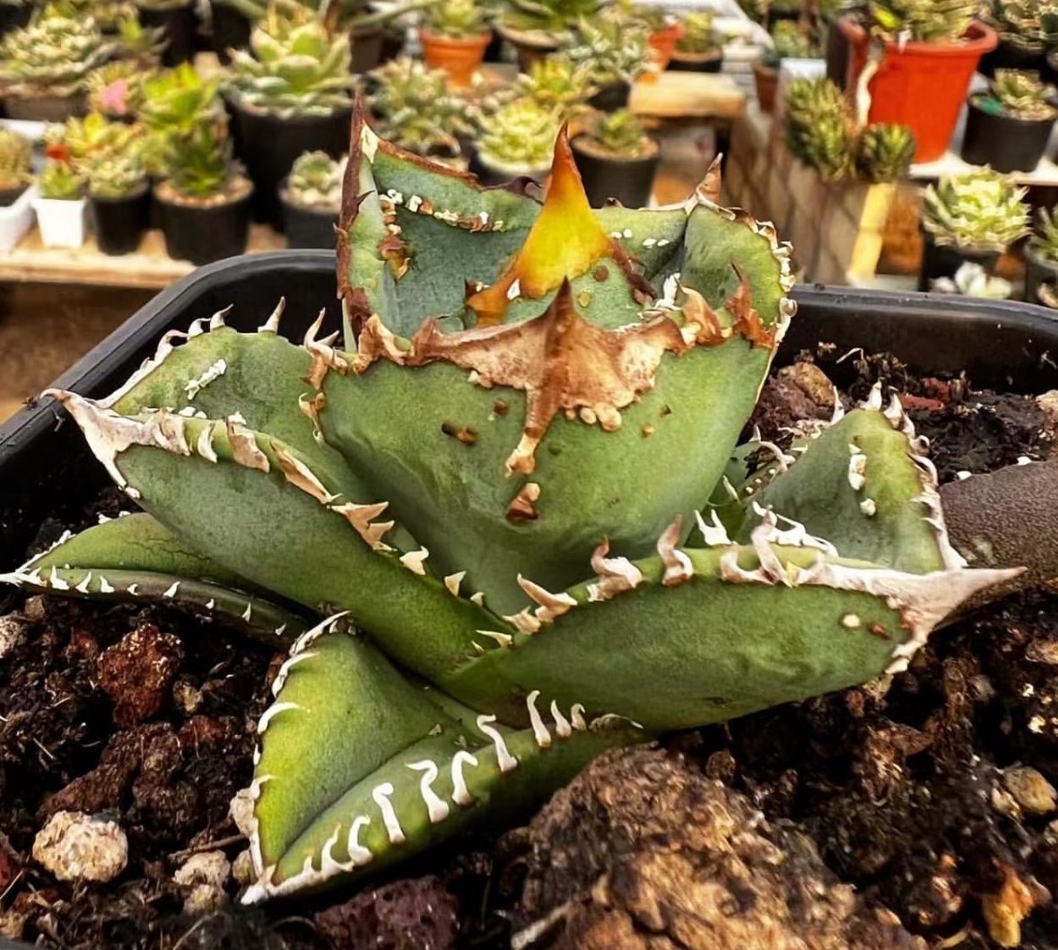 管理No.82489954】アガベ チタノタ 鰐亀(発根済) | LIT PLANTS 管理No.82489954】アガベ チタノタ 鰐亀(発根済) | LIT PLANTS