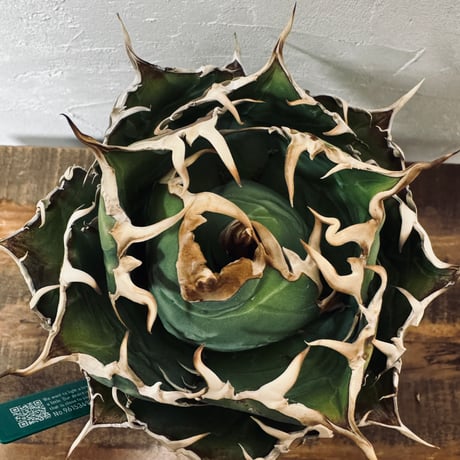Agave “White Whale” （アガベ 白鯨）