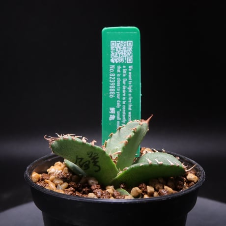 レアアガベ | STORES