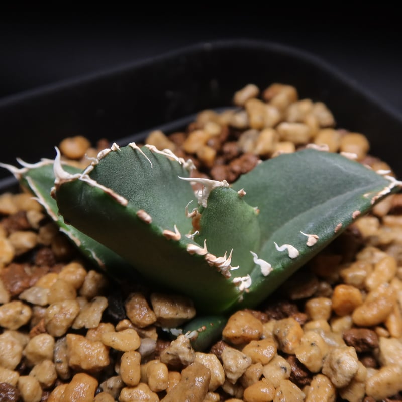 アガベチタノタ 狼人黄中斑 子株 【公式通販】