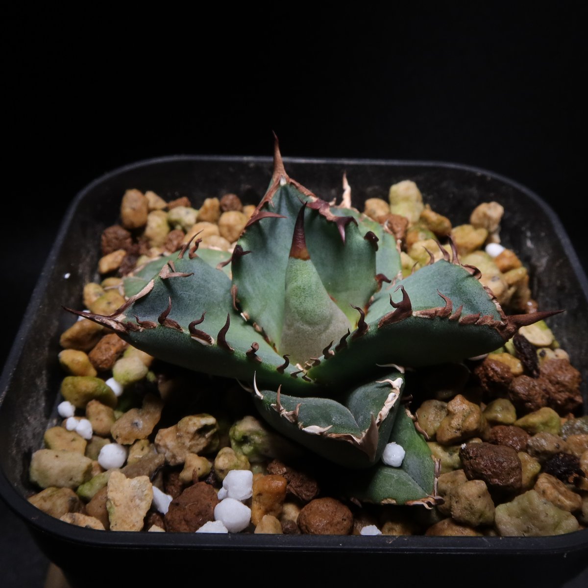 J*n様 【アガベ チタノタ “龍球會-春”】親株1枚目参照/極上株/ちょいブツ J*n様 【アガベ チタノタ “龍球會-春”】親株1枚目参照/極上