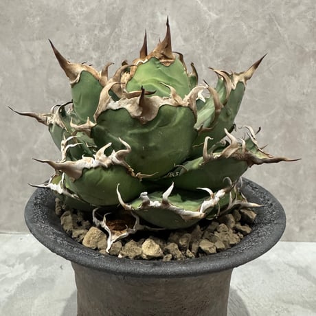 すごく良いAgave “Caesar” （アガベ シーザー）