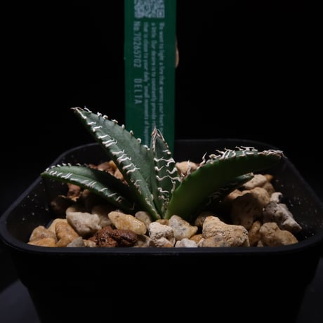 LIT PLANTS l リットプランツ
