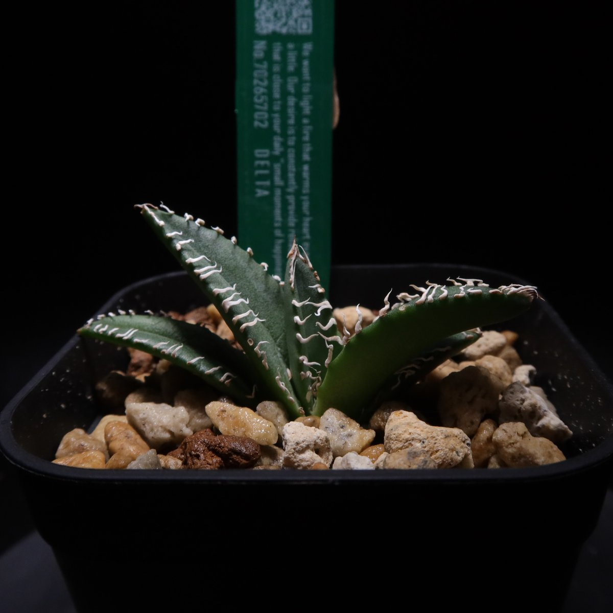 管理No.70265702】アガベ デルタ（発根済） ｜ Agave Delta | LIT