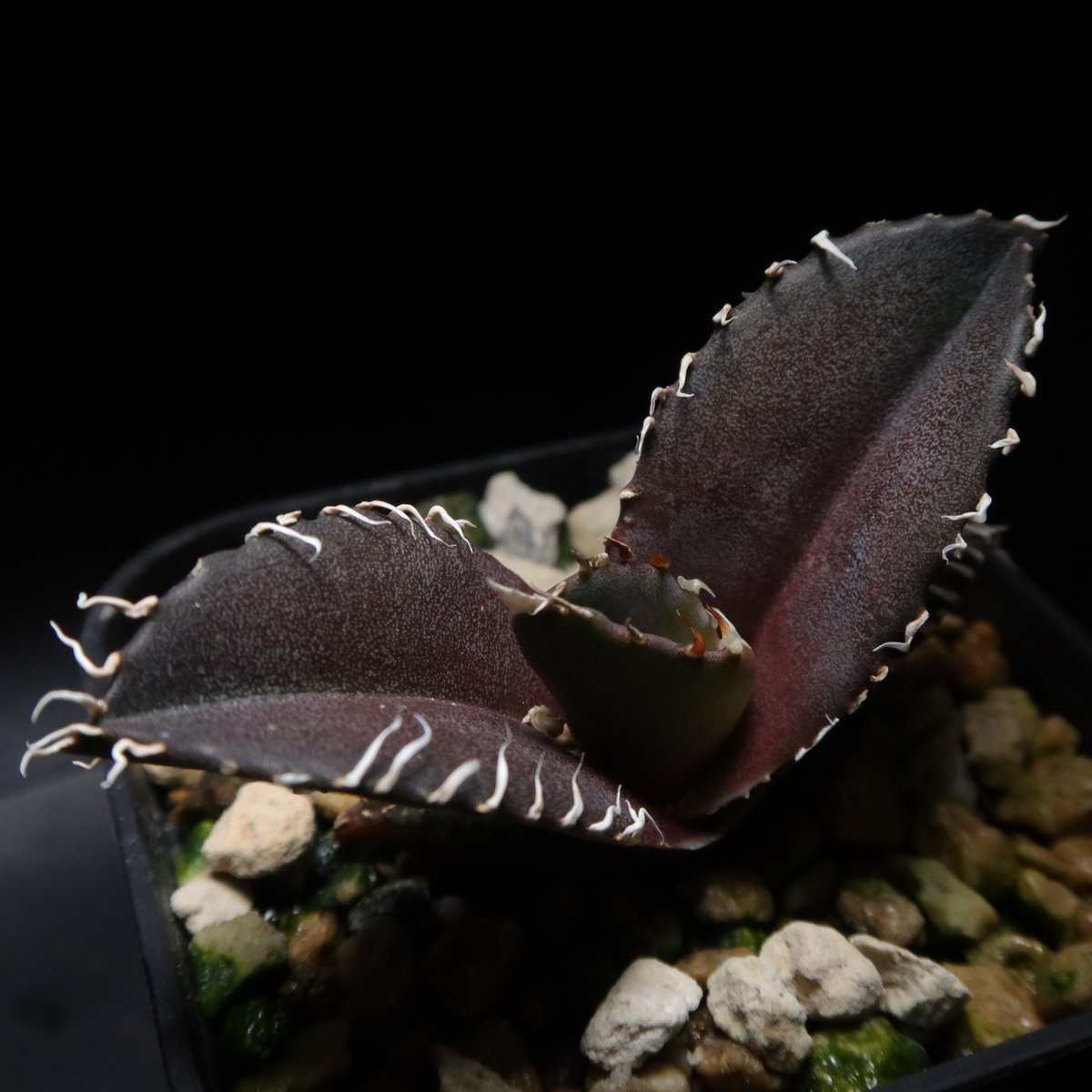 管理No.87232531】アガベ 金剛（発根済） | LIT PLANTS l リットプランツ