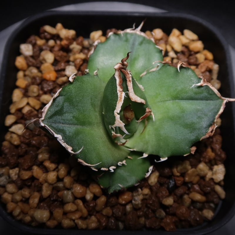管理No.32794809】アガベ チタノタ 金（発根済） | LIT PLANTS l