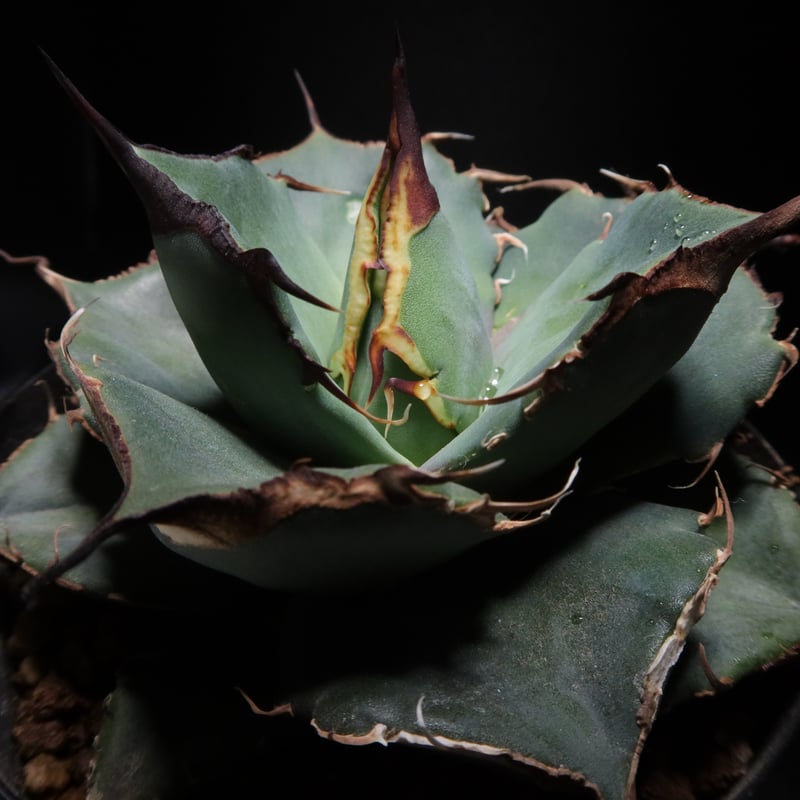 管理No.62482635】アガベ チタノタ 黒豹(発根済) | Agave 管理No.62482635】アガベ チタノタ 黒豹(発根済) | Agave