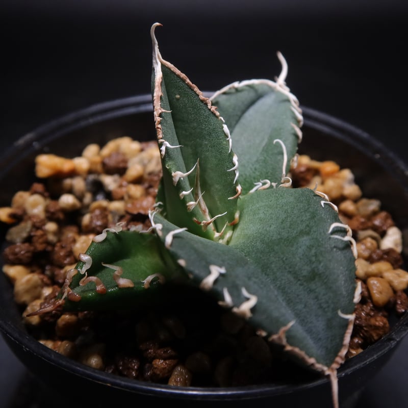 多肉植物アガベ にく チタノタ白い幽霊極上株 