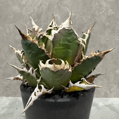Agave “Gorineko” （アガベ ゴリ猫）