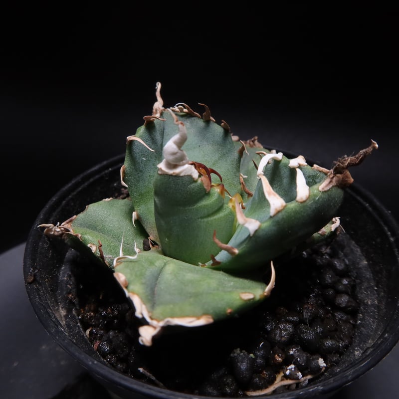 アガベ チタノタ 魔丸 親株 SSS級、コレクション株、陽炎】アガベ