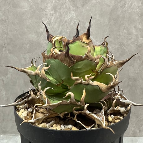 Agave Titanota “CJ-1” （アガベ・チタノタ CJ-1）