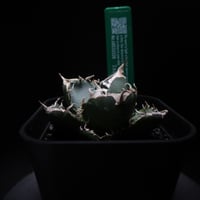 特別価格】アガベ SAD（発根済） ｜ Agave titanota SAD “sout