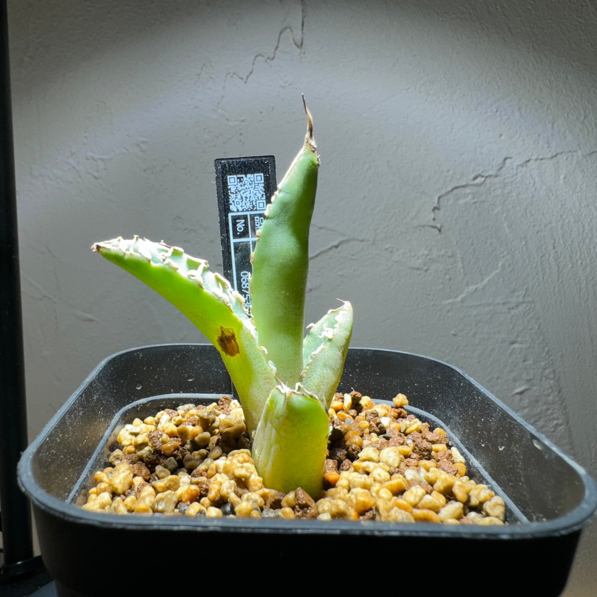 管理No.06875362】アガベ チタノタ 鳳凰（発根済） ｜ Agave Titanot