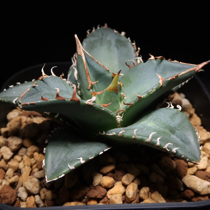 アガベ 海王 (valiemの鉢セット) アガベ チタノタ 海王 VALIEM SKULL BOWL M