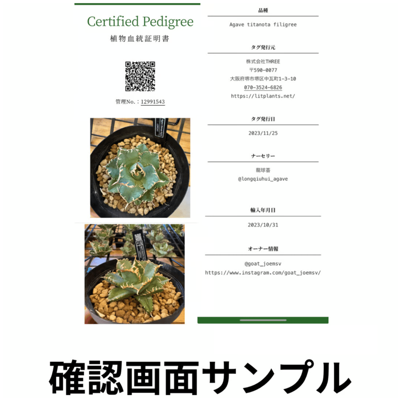 管理No.87232531】アガベ 金剛（発根済） | LIT PLANTS l リット