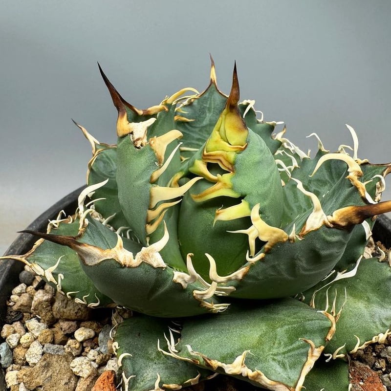 Lize血統 アガベチタノタ 大白鯊 ホオジロザメ 子株 発根済