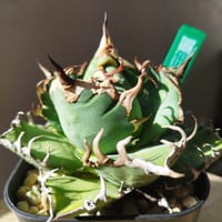 特別価格】アガベ シーザー（発根済） | Agave titanota 