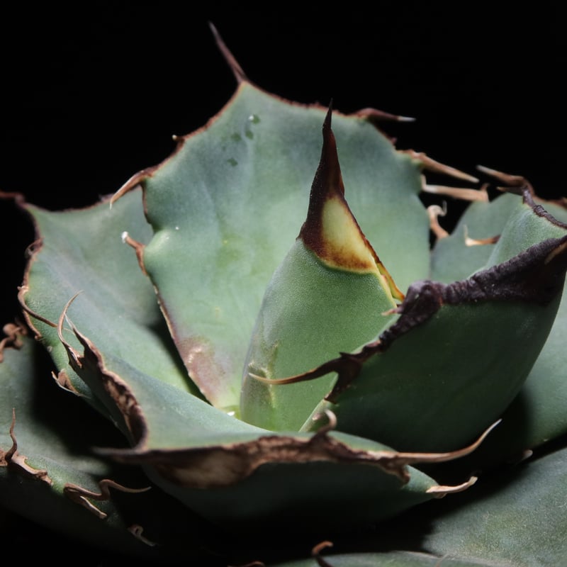 管理No.62482635】アガベ チタノタ 黒豹（発根済） ｜ Agave Titano