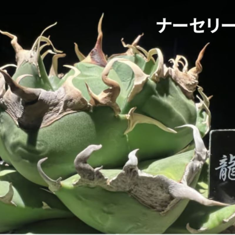 管理No.67589657】アガベ チタノタ 魔丸(発根済) | Agave 管理No.67589657】アガベ チタノタ 魔丸(発根済) | Agave
