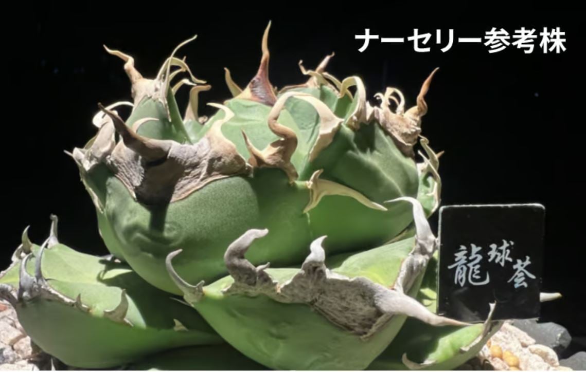アガベ チタノタ 大量65株 程度 ネームド 魔丸 B&B など【値段交渉無し】 アガベ チタノタ 大量65株 程度 ネームド 魔丸 B&B など【値段