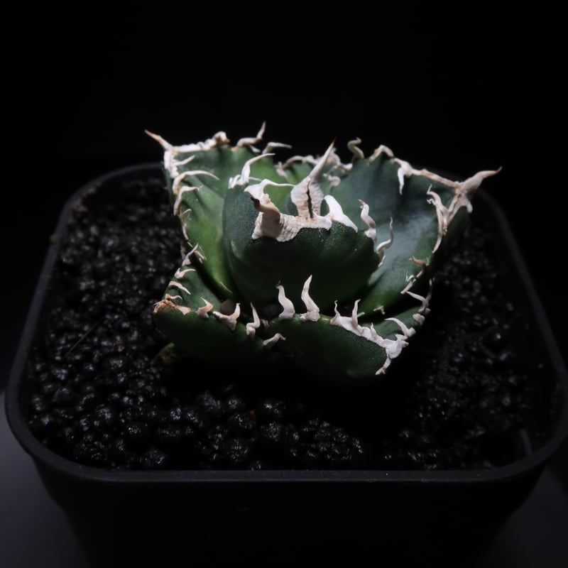 アガベ　SAD 管理No.83435133】アガベ SAD（発根済） ｜ Agave titanota