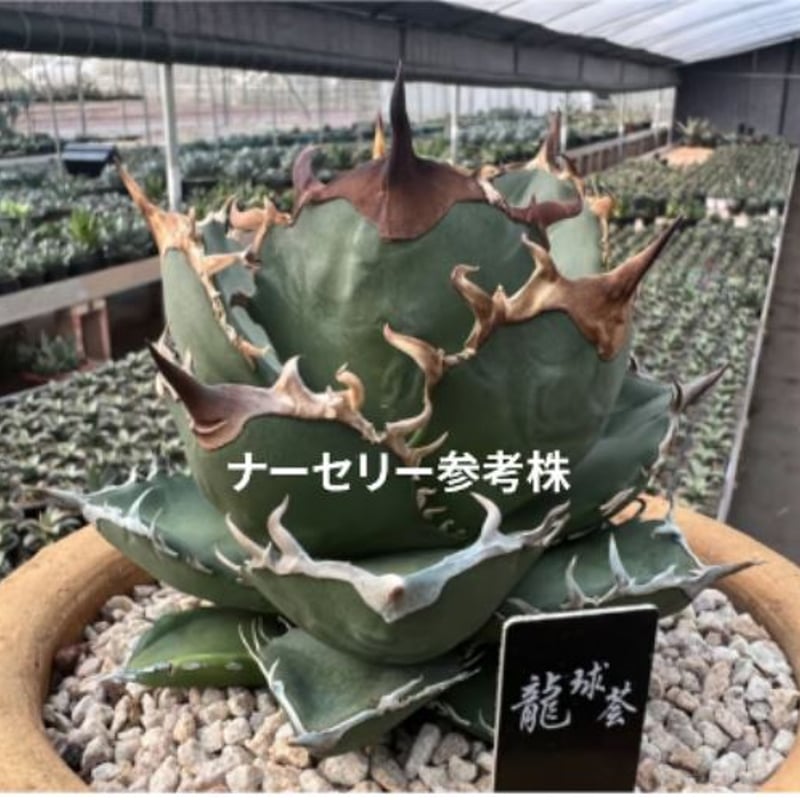 管理No.36361860】アガベ チタノタ 龍球会緑犀牛(発根済 管理No.36361860】アガベ チタノタ 龍球会緑犀牛(発根済