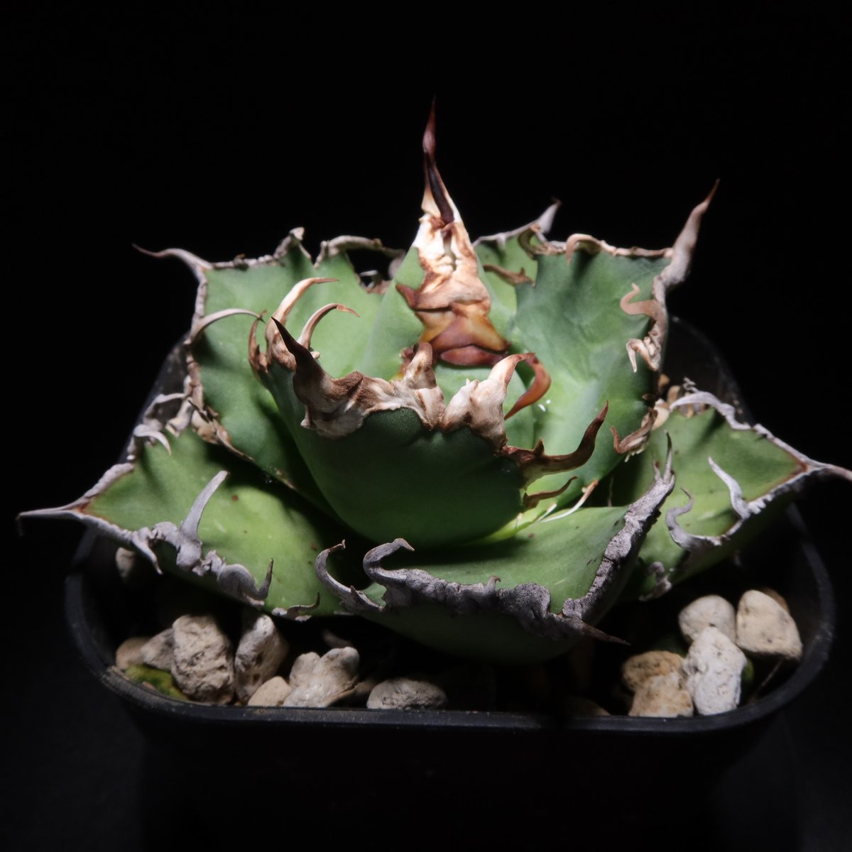 管理No.31289181】アガベ シーザー（発根済） | Agave titanota