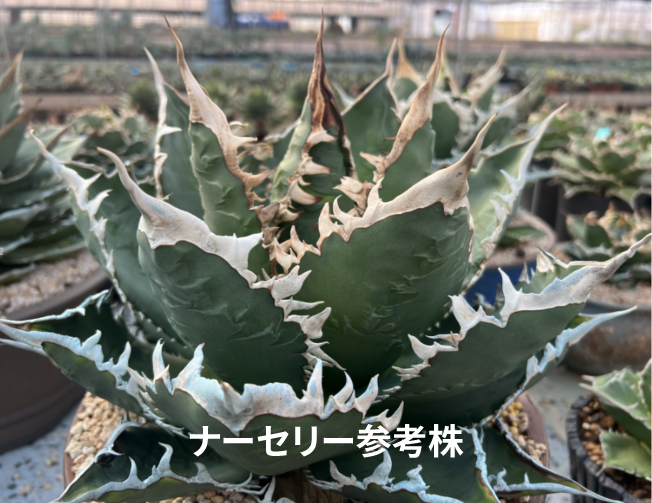 アガベ　チタノタ　海王　発根済大株 管理No.89380348】アガベ チタノタ 海王（発根済） ｜ Agave Titanot