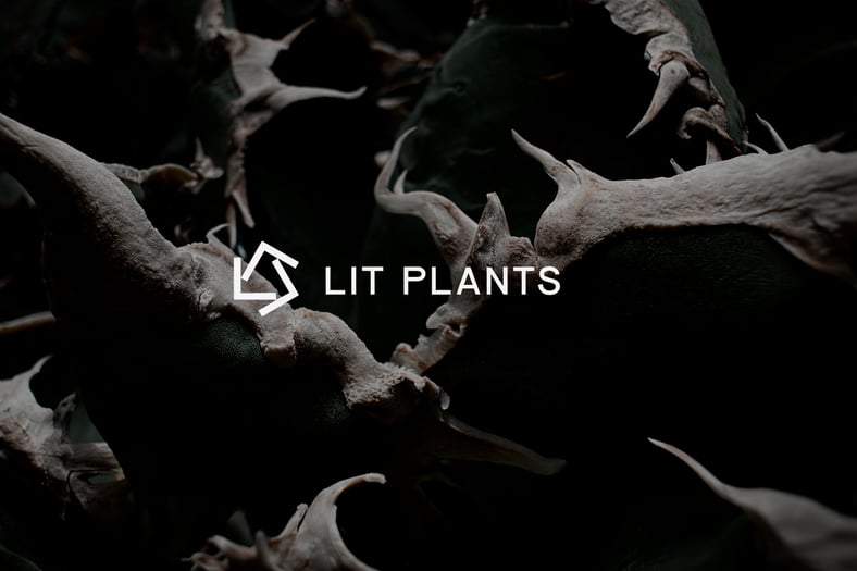 CATEGORY ゴリ猫 | LIT PLANTS l リットプランツ