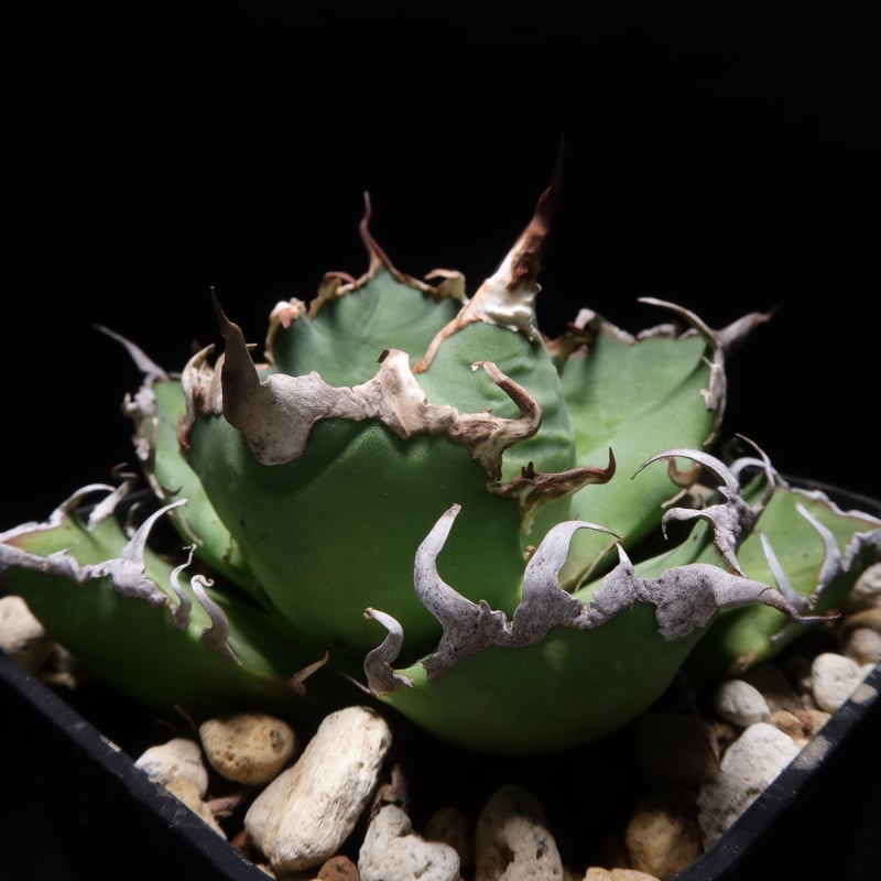 Jose アガベ チタノタ スーパーシーザー 発根管理中！ Jose アガベ チタノタ スーパーシーザー 発根管理中！ Jose様専用