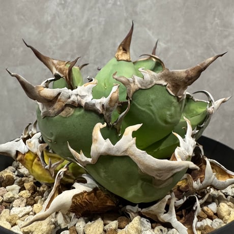 Agave “Wonderful Caesar” （アガベ 素晴らしいシーザー）