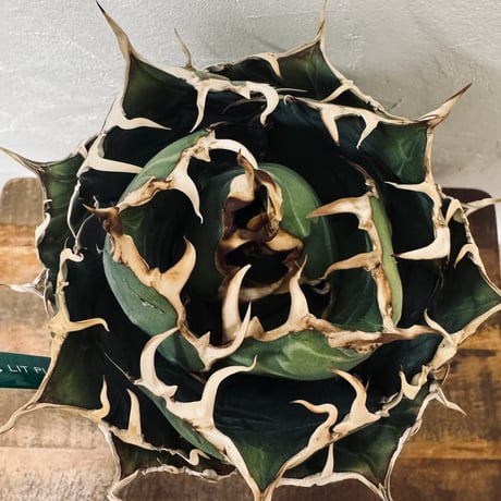 Agave “White Whale” （アガベ 白鯨）