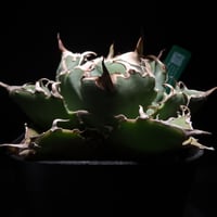 アガベオテロイ 白豪刺 多肉植物アガベ チタノタ白豪刺TC株の親株