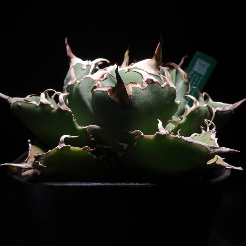 アガベ　チタノタ　狼人　良血統　シーザー　ハデス　SAD アガベチタノタ狼人良血統シーザーハデスSAD