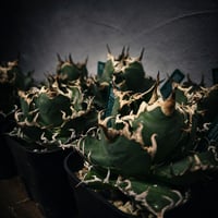 Agave Caesar